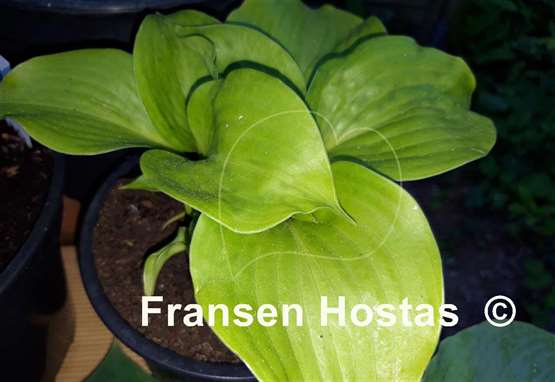 Hosta Maruba Iwa